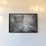 Lion Gaze BW by Sharon Vardy. shown as a paper print in a black flame. Available as a archival giclee rolled canvas, fine art paper, or poster print. SKU 92669i.