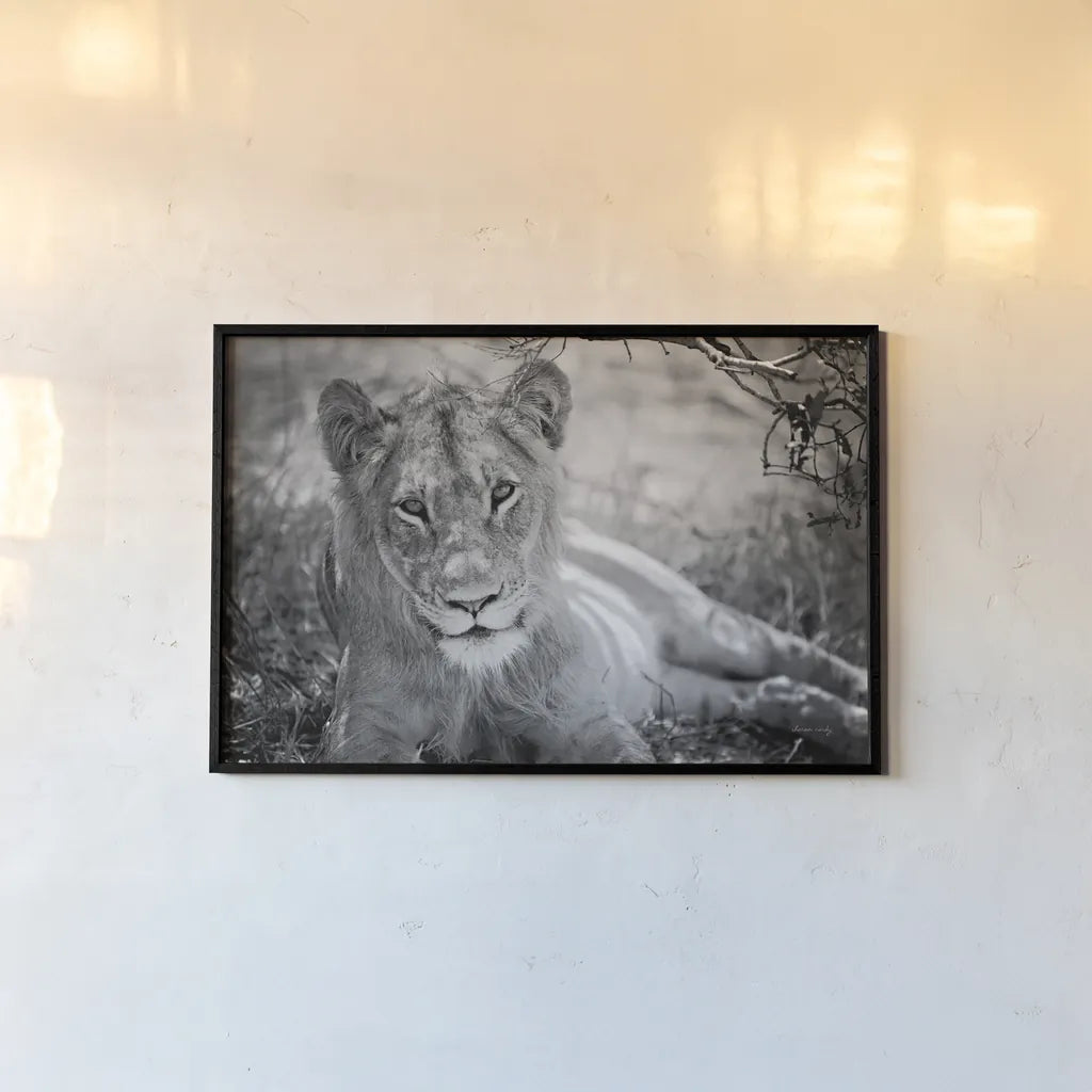 Lion Gaze BW by Sharon Vardy. shown as a paper print in a black flame. Available as a archival giclee rolled canvas, fine art paper, or poster print. SKU 92669i.