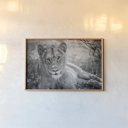 Lion Gaze BW by Sharon Vardy. shown as a paper print in a natural frame. Available as a archival giclee rolled canvas, fine art paper, or poster print. SKU 92669i.