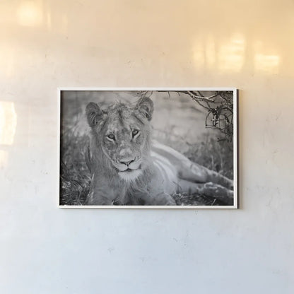 Lion Gaze BW by Sharon Vardy. shown as a paper print in a white frame. Available as a archival giclee rolled canvas, fine art paper, or poster print. SKU 92669i.