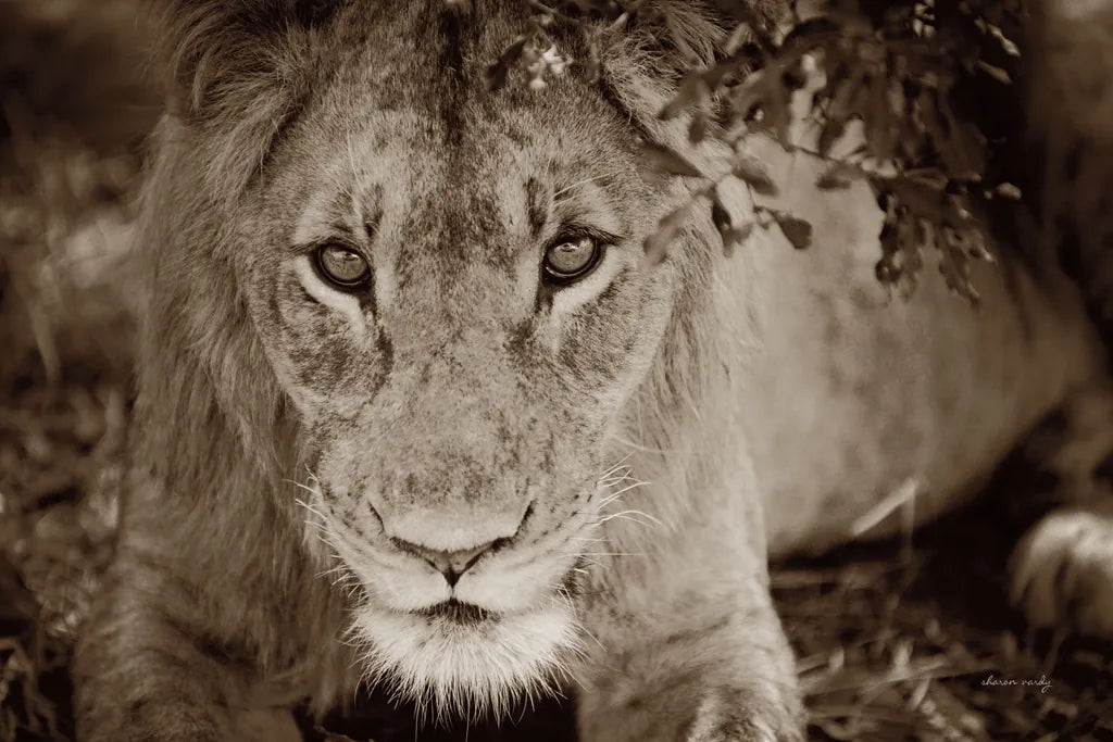 Lion Stare by Sharon Vardy. SKU 92665i. Archival Giclee Fine art print for wall decor.