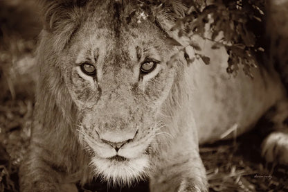 Lion Stare by Sharon Vardy. SKU 92665i. Archival Giclee Fine art print for wall decor.