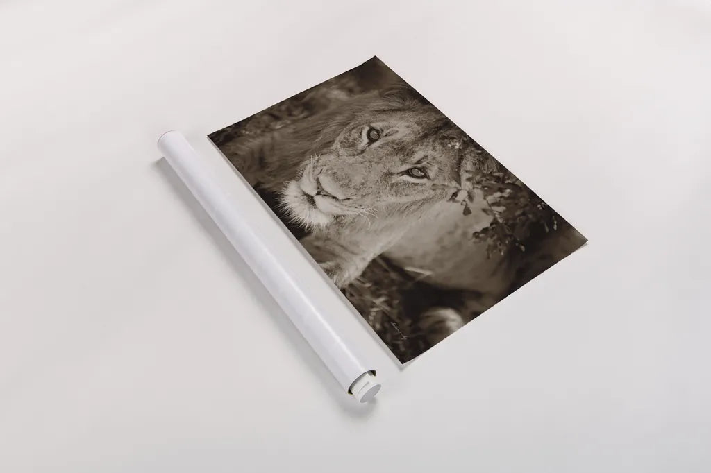 Lion Stare by Sharon Vardy. shown as a rolled paper print. Available as archival giclee rolled canvas, fine art paper, or poster print. SKU 92665i.
