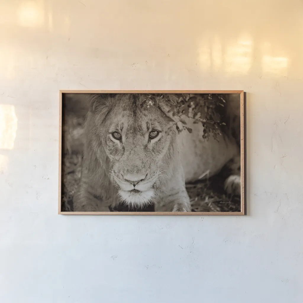Lion Stare by Sharon Vardy. shown as a paper print in a natural frame. Available as a archival giclee rolled canvas, fine art paper, or poster print. SKU 92665i.