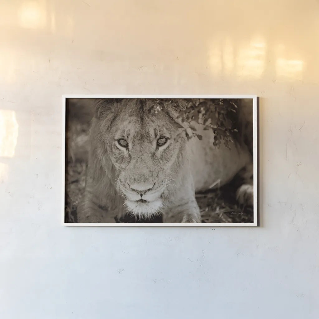 Lion Stare by Sharon Vardy. shown as a paper print in a white frame. Available as a archival giclee rolled canvas, fine art paper, or poster print. SKU 92665i.