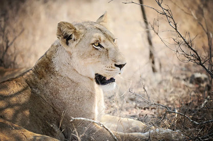 Lioness by Sharon Vardy. SKU 92667i. Archival Giclee Fine art print for wall decor.