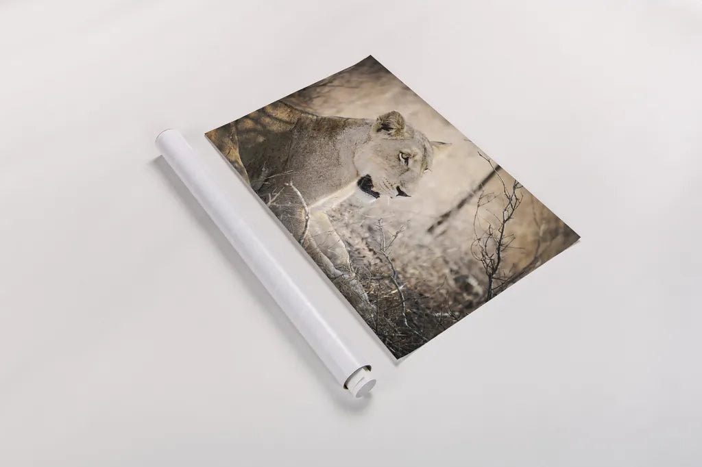 Lioness by Sharon Vardy. shown as a rolled paper print. Available as archival giclee rolled canvas, fine art paper, or poster print. SKU 92667i.