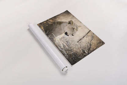 Lioness by Sharon Vardy. shown as a rolled paper print. Available as archival giclee rolled canvas, fine art paper, or poster print. SKU 92667i.