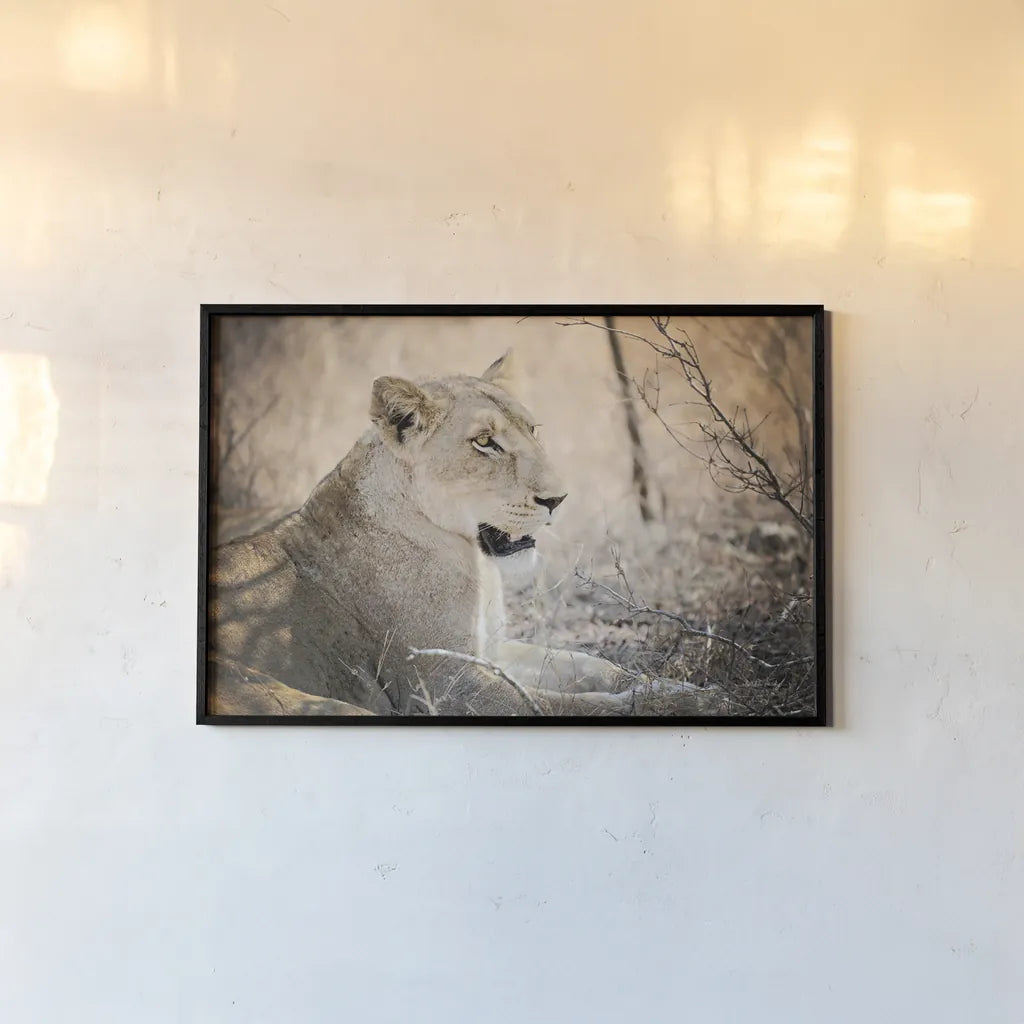 Lioness by Sharon Vardy. shown as a paper print in a black flame. Available as a archival giclee rolled canvas, fine art paper, or poster print. SKU 92667i.