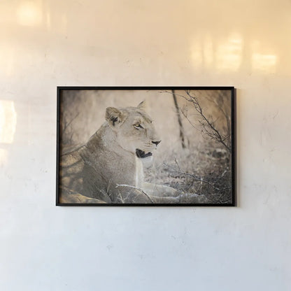 Lioness by Sharon Vardy. shown as a paper print in a black flame. Available as a archival giclee rolled canvas, fine art paper, or poster print. SKU 92667i.