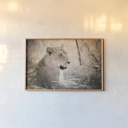 Lioness by Sharon Vardy. shown as a paper print in a natural frame. Available as a archival giclee rolled canvas, fine art paper, or poster print. SKU 92667i.