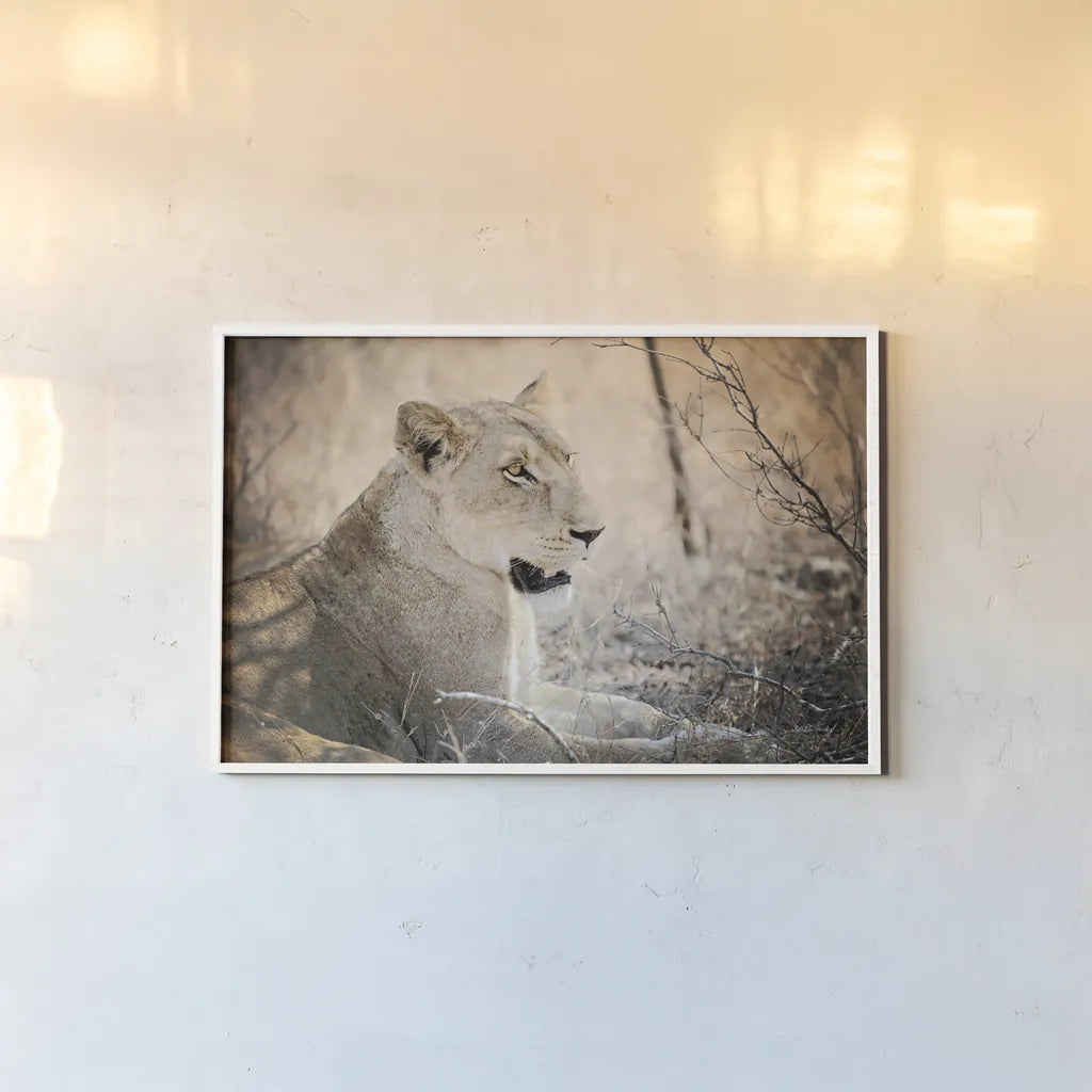 Lioness by Sharon Vardy. shown as a paper print in a white frame. Available as a archival giclee rolled canvas, fine art paper, or poster print. SKU 92667i.