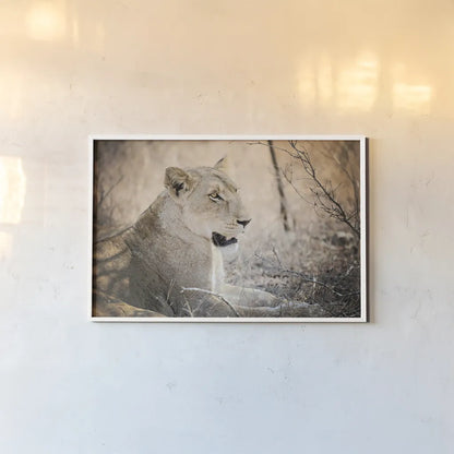 Lioness by Sharon Vardy. shown as a paper print in a white frame. Available as a archival giclee rolled canvas, fine art paper, or poster print. SKU 92667i.
