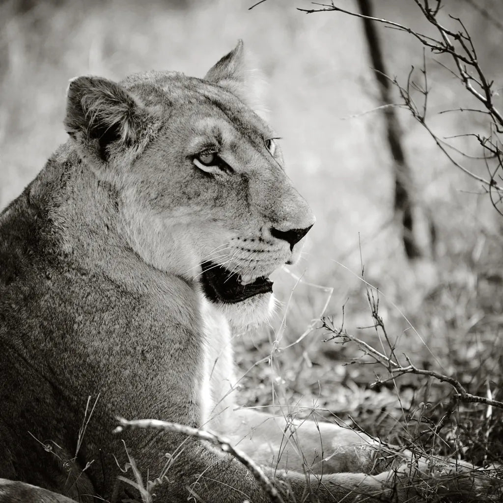 Lioness Square BW by Sharon Vardy. SKU 99886a. Archival Giclee Fine art print for wall decor.