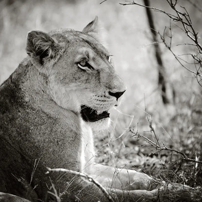 Lioness Square BW by Sharon Vardy. SKU 99886a. Archival Giclee Fine art print for wall decor.