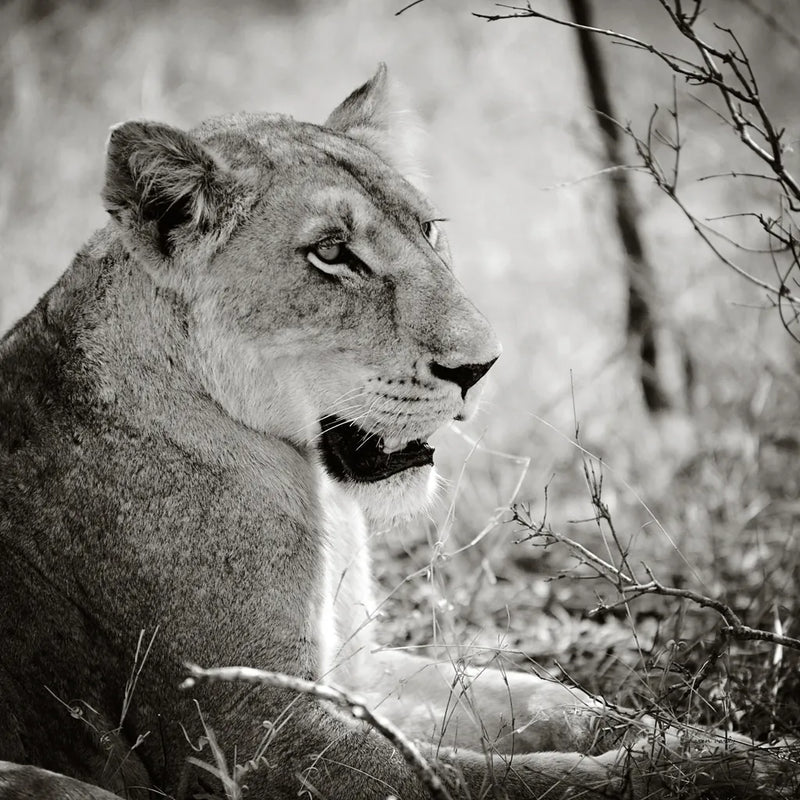 Lioness Square BW by Sharon Vardy. SKU 99886a. Archival Giclee Fine art print for wall decor.