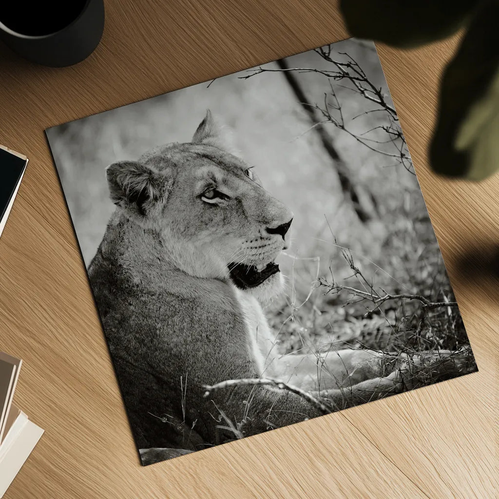 Lioness Square BW by Sharon Vardy. Shown as a detailed flat fine art print, highlighting archival giclee quality. Available as an archival giclee rolled canvas, fine art paper, or poster print. SKU 99886a.