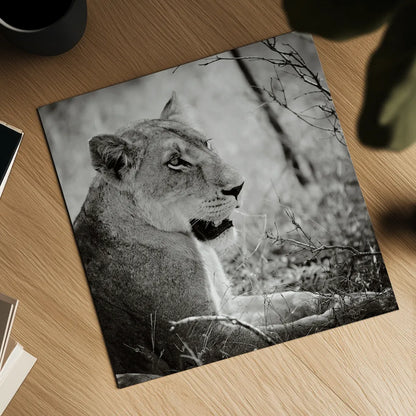 Lioness Square BW by Sharon Vardy. Shown as a detailed flat fine art print, highlighting archival giclee quality. Available as an archival giclee rolled canvas, fine art paper, or poster print. SKU 99886a.
