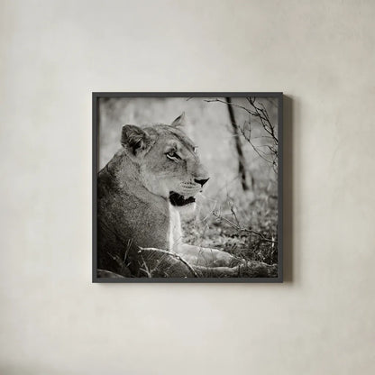 Lioness Square BW by Sharon Vardy. Shown in a sleek black glass frame for a contemporary gallery look. Available as an archival giclee rolled canvas, fine art paper, or poster print. SKU 99886a.