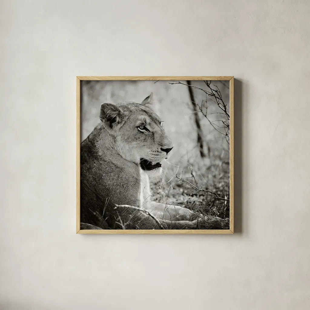 Lioness Square BW by Sharon Vardy. Shown in a natural wood glass frame for a timeless modern aesthetic. Available as an archival giclee rolled canvas, fine art paper, or poster print. SKU 99886a.