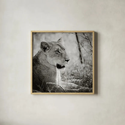Lioness Square BW by Sharon Vardy. Shown in a natural wood glass frame for a timeless modern aesthetic. Available as an archival giclee rolled canvas, fine art paper, or poster print. SKU 99886a.