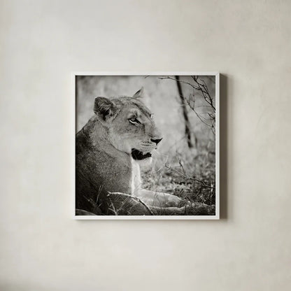 Lioness Square BW by Sharon Vardy. Shown in a crisp white glass frame for a clean and minimalist style. Available as an archival giclee rolled canvas, fine art paper, or poster print. SKU 99886a.