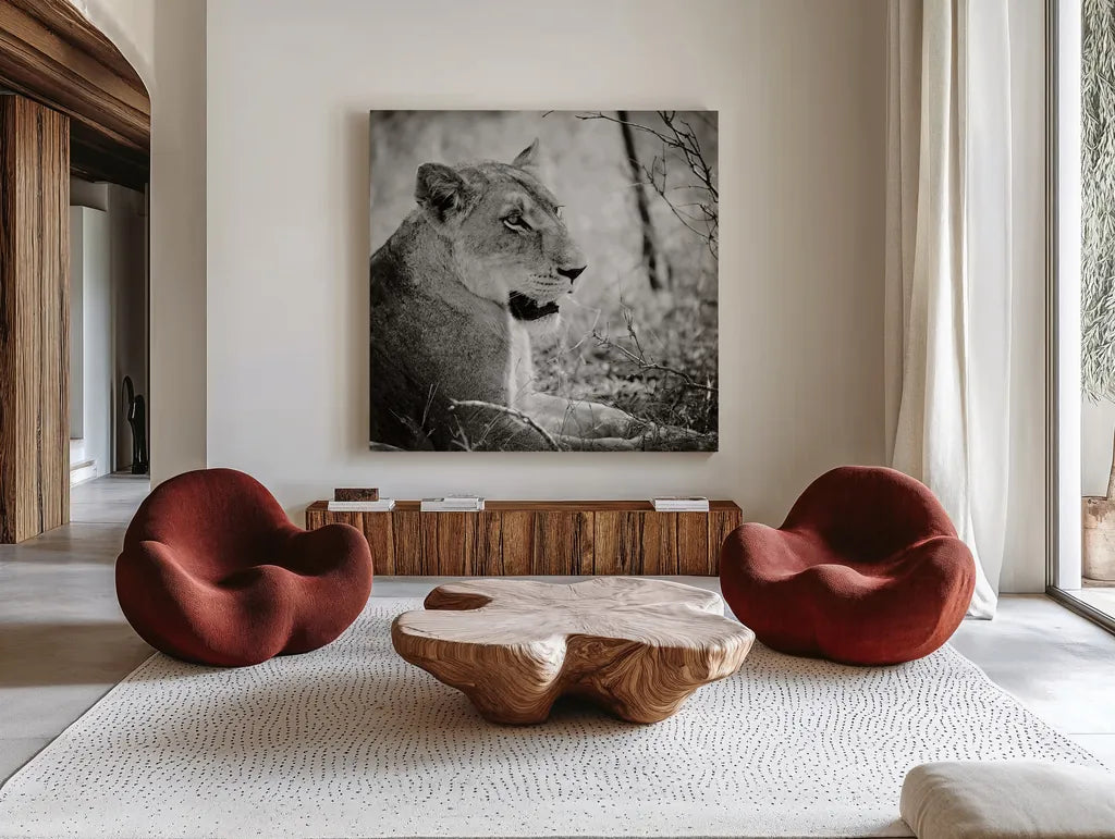 Lioness Square BW by Sharon Vardy. Shown as extra-large giant wall art in a modern living room. Available as an archival giclee rolled canvas, fine art paper, or poster print. SKU 99886a.