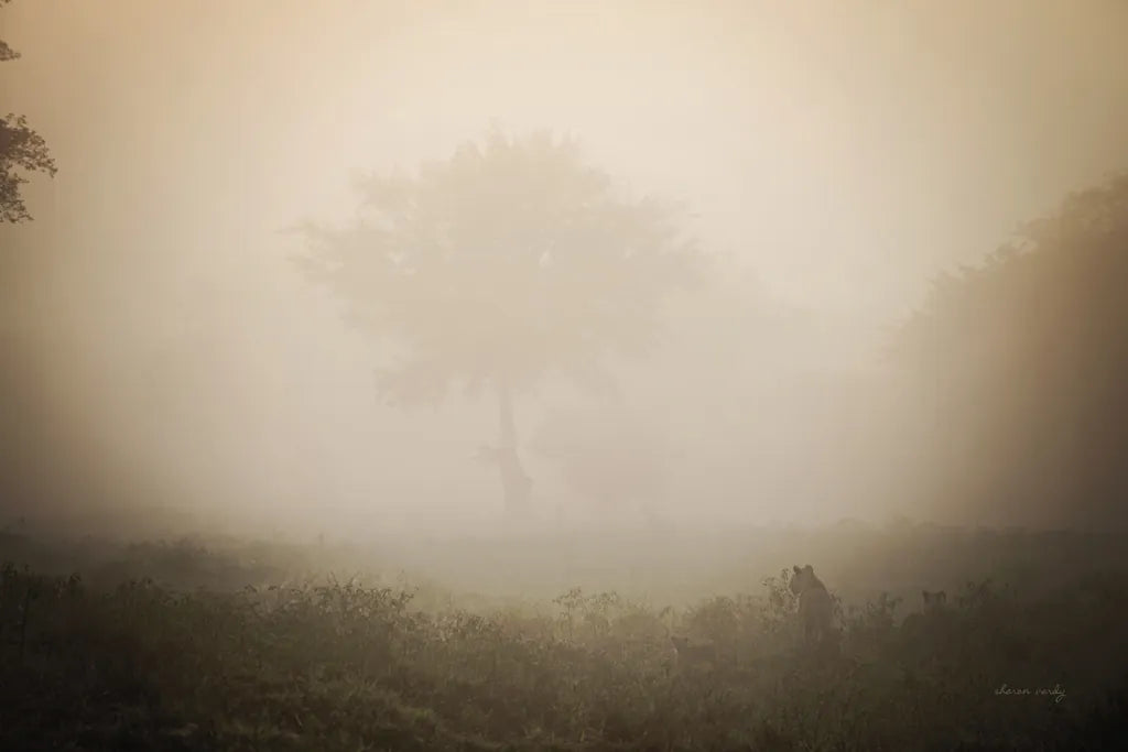 Misty Lions by Sharon Vardy. SKU 92670i. Archival Giclee Fine art print for wall decor.