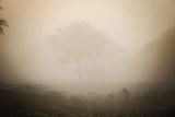 Misty Lions by Sharon Vardy. SKU 92670i. Archival Giclee Fine art print for wall decor.