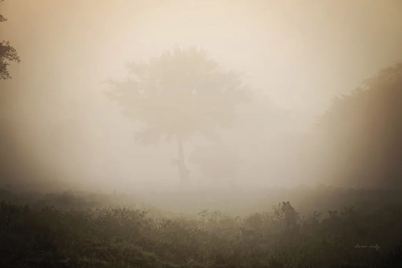 Misty Lions by Sharon Vardy. SKU 92670i. Archival Giclee Fine art print for wall decor.