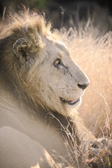 Old Lion by Sharon Vardy. SKU 92424h. Archival Giclee Fine art print for wall decor.