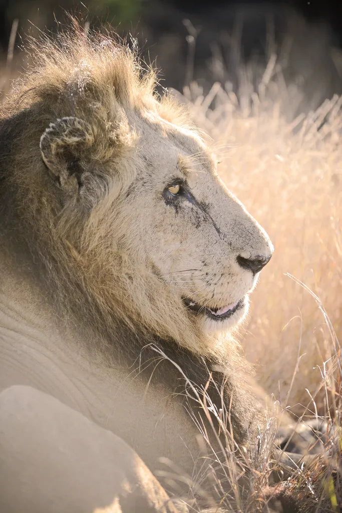 Old Lion by Sharon Vardy. SKU 92424h. Archival Giclee Fine art print for wall decor.