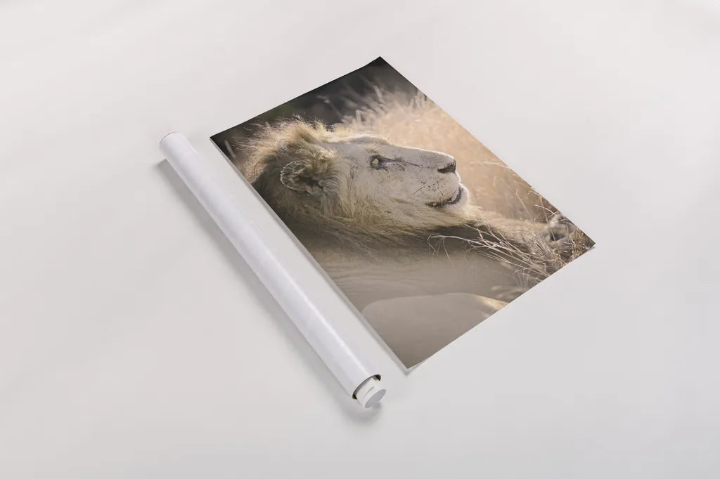 Old Lion by Sharon Vardy. shown as a rolled paper print. Available as archival giclee rolled canvas, fine art paper, or poster print. SKU 92424h.