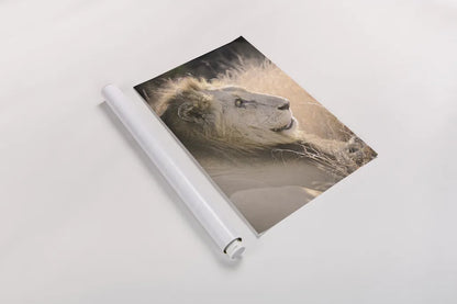 Old Lion by Sharon Vardy. shown as a rolled paper print. Available as archival giclee rolled canvas, fine art paper, or poster print. SKU 92424h.