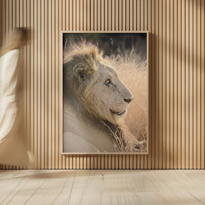 Old Lion by Sharon Vardy. shown as over sized large wall art. Available as an archival giclee rolled canvas, fine art paper, or poster print. SKU 92424h.