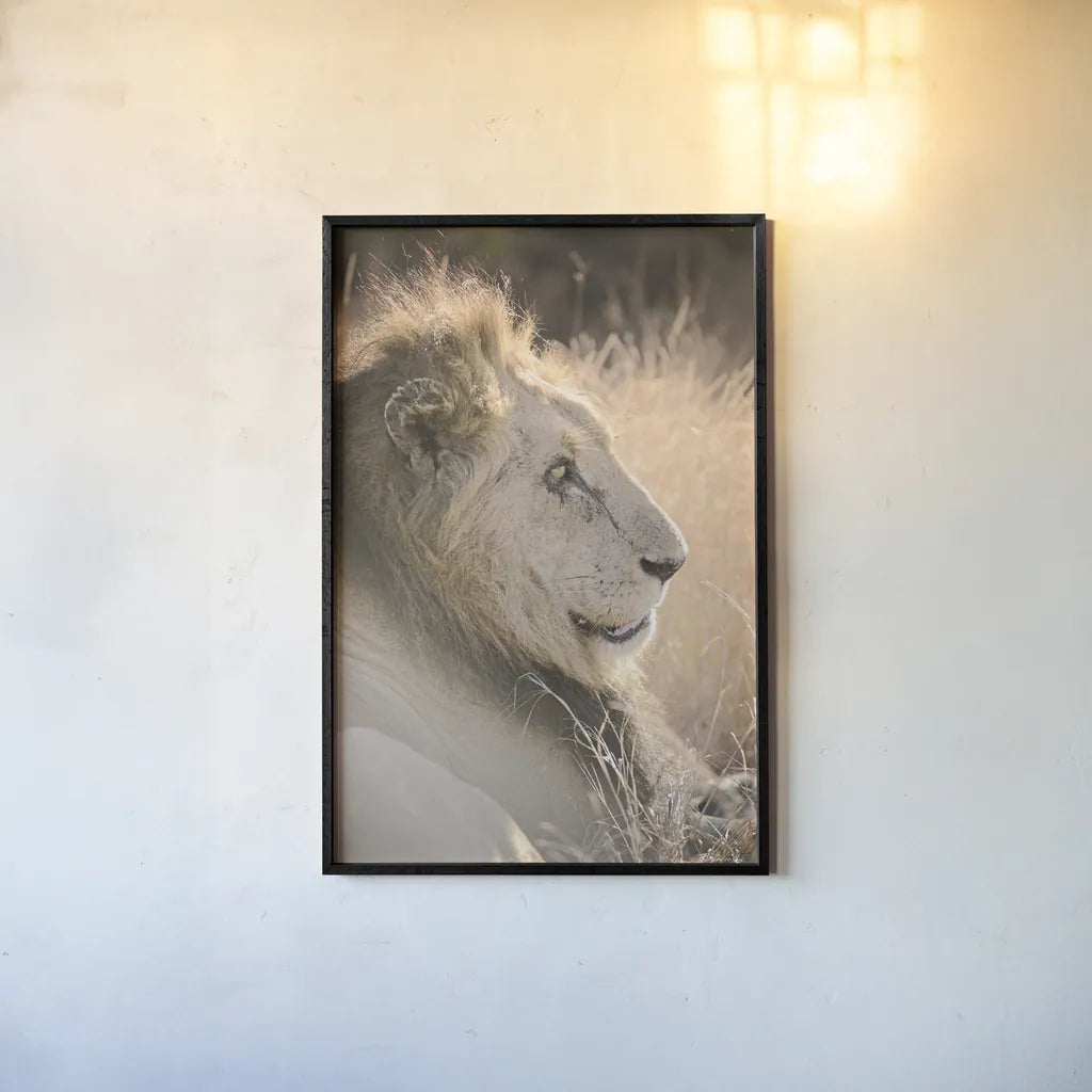 Old Lion by Sharon Vardy. shown as a paper print in a black flame. Available as a archival giclee rolled canvas, fine art paper, or poster print. SKU 92424h.