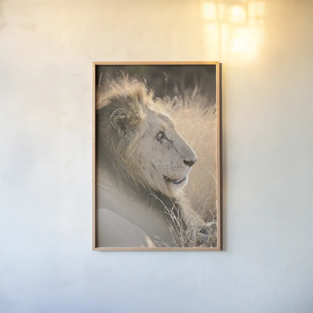 Old Lion by Sharon Vardy. shown as a paper print in a natural frame. Available as a archival giclee rolled canvas, fine art paper, or poster print. SKU 92424h.