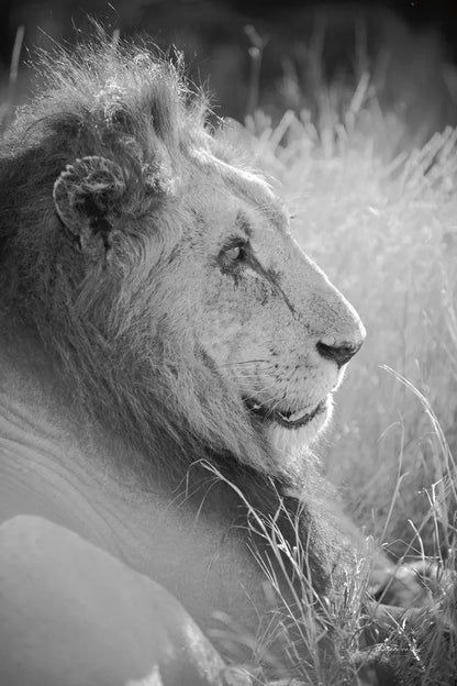 Old Lion BW by Sharon Vardy. SKU 92425h. Archival Giclee Fine art print for wall decor.