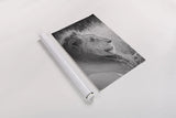 Old Lion BW by Sharon Vardy. shown as a rolled paper print. Available as archival giclee rolled canvas, fine art paper, or poster print. SKU 92425h.