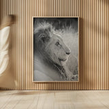 Old Lion BW by Sharon Vardy. shown as over sized large wall art. Available as an archival giclee rolled canvas, fine art paper, or poster print. SKU 92425h.