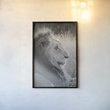 Old Lion BW by Sharon Vardy. shown as a paper print in a black flame. Available as a archival giclee rolled canvas, fine art paper, or poster print. SKU 92425h.