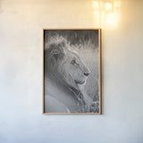 Old Lion BW by Sharon Vardy. shown as a paper print in a natural frame. Available as a archival giclee rolled canvas, fine art paper, or poster print. SKU 92425h.