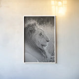 Old Lion BW by Sharon Vardy. shown as a paper print in a white frame. Available as a archival giclee rolled canvas, fine art paper, or poster print. SKU 92425h.