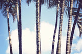 Palms by Sharon Vardy. SKU 93120i. Archival Giclee Fine art print for wall decor.