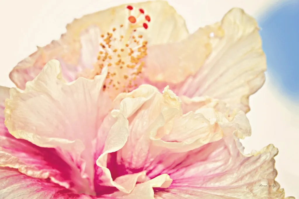 Pink Hibiscus by Sharon Vardy. SKU 93128i. Archival Giclee Fine art print for wall decor.