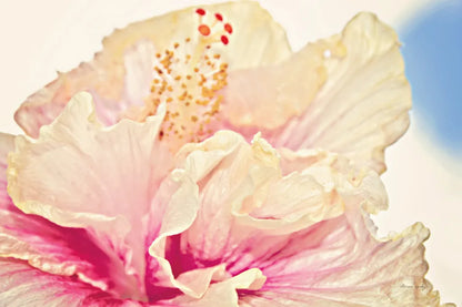 Pink Hibiscus by Sharon Vardy. SKU 93128i. Archival Giclee Fine art print for wall decor.