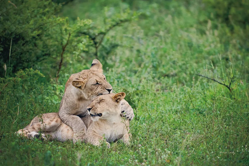 Playful Lions by Sharon Vardy. SKU 91991i. Archival Giclee Fine art print for wall decor.