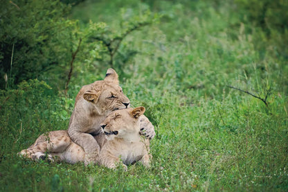 Playful Lions by Sharon Vardy. SKU 91991i. Archival Giclee Fine art print for wall decor.