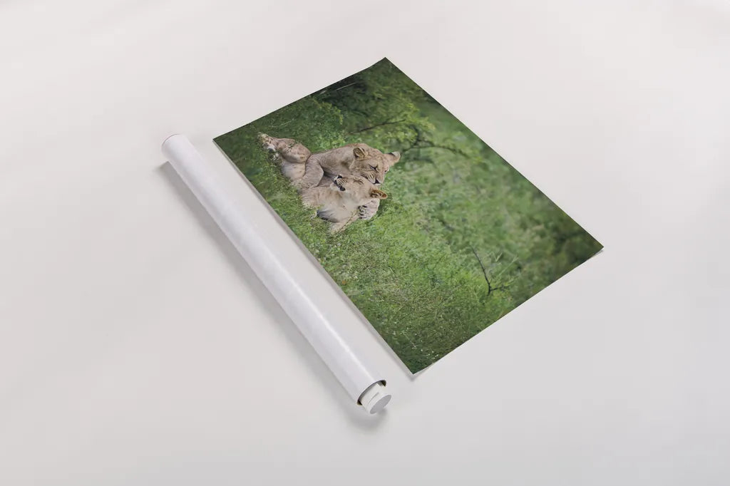 Playful Lions by Sharon Vardy. shown as a rolled paper print. Available as archival giclee rolled canvas, fine art paper, or poster print. SKU 91991i.
