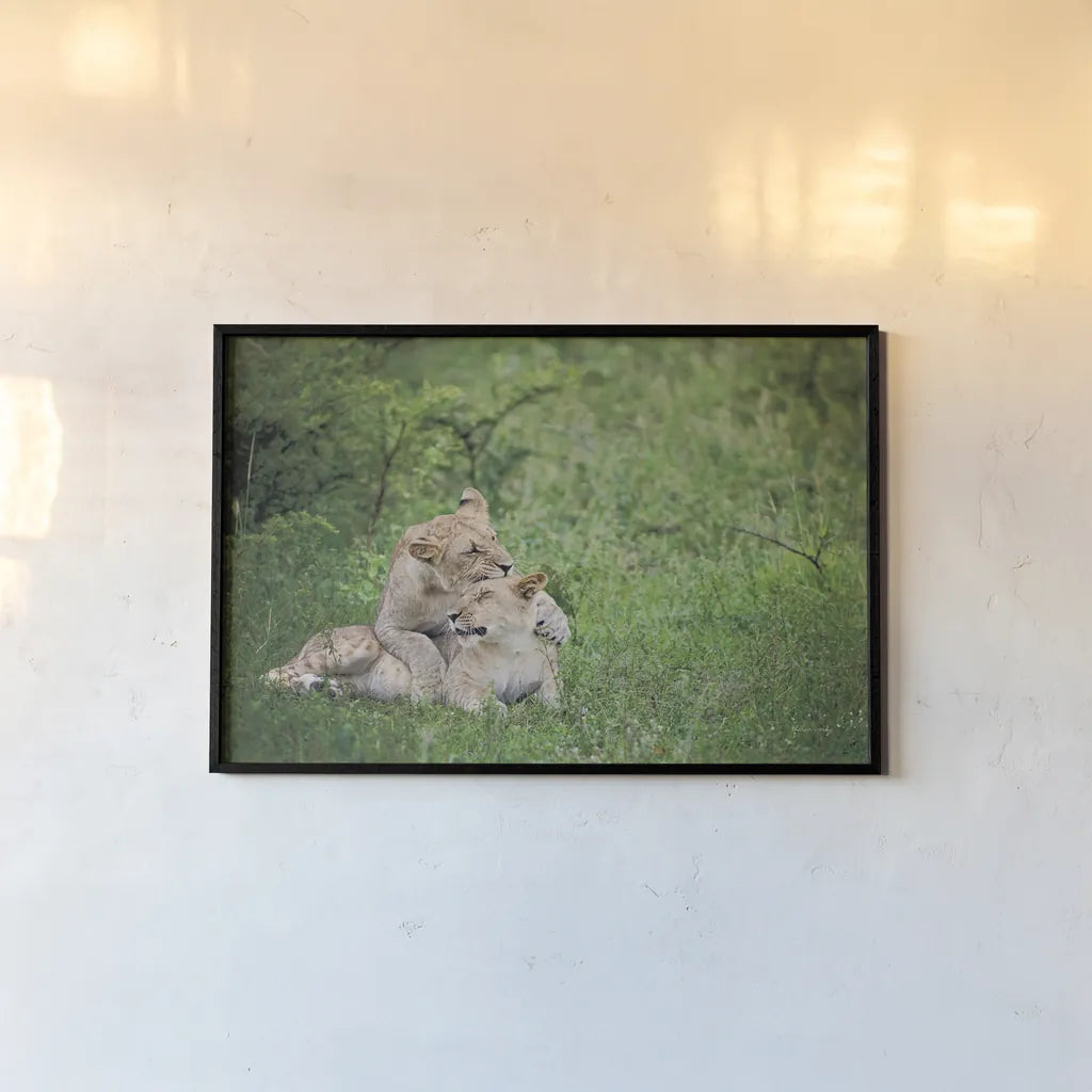 Playful Lions by Sharon Vardy. shown as a paper print in a black flame. Available as a archival giclee rolled canvas, fine art paper, or poster print. SKU 91991i.